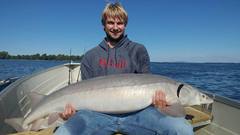 Acipenser fulvescens