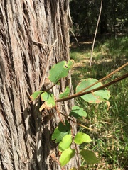 Eucalyptus globoidea