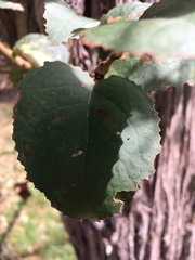 Eucalyptus globoidea