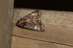 Condica albigera