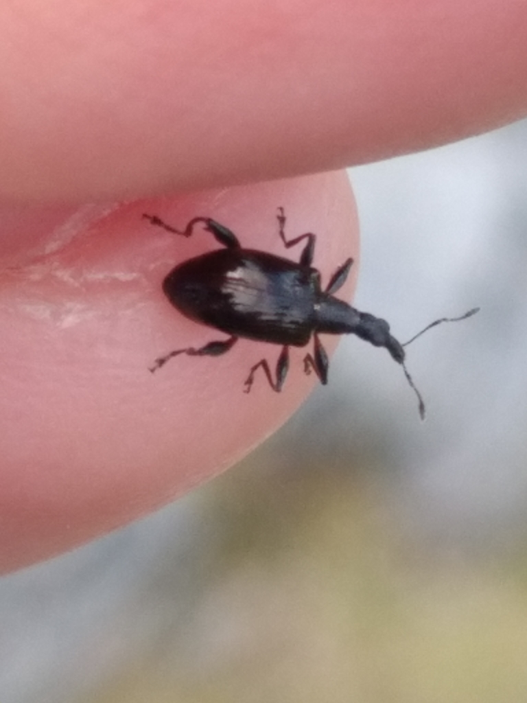 Hoplocneme inaequale