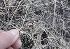 Antistrophus pisum