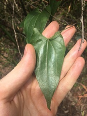 Dioscorea transversa