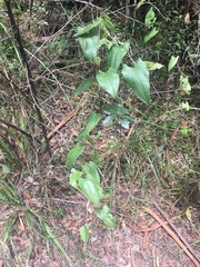 Dioscorea transversa