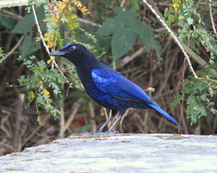 Myophonus horsfieldii