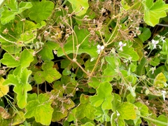 Pelargonium tomentosum