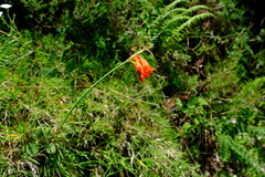 Cyrtanthus epiphyticus