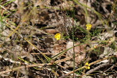 Gompholobium polymorphum