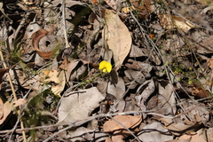 Gompholobium polymorphum