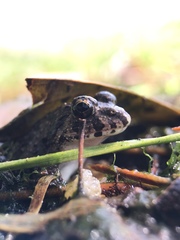Fejervarya kawamurai