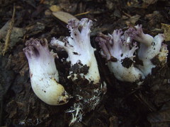 Ramaria violaceibrunnea