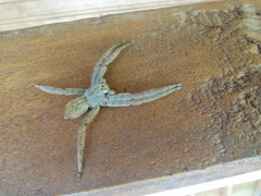 Cupiennius coccineus