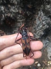 Phoracantha tricuspis