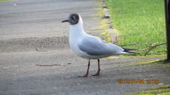 Chroicocephalus ridibundus