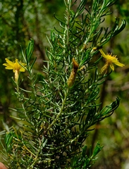 Oedera dieterlenii