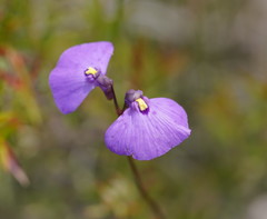 Utricularia grampiana