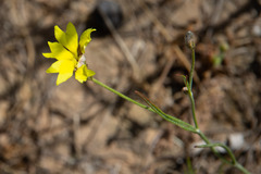 Goodenia gracilis