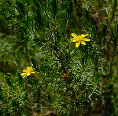 Oedera dieterlenii