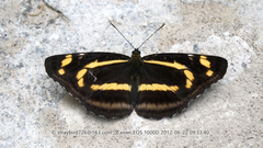 Neptis themis
