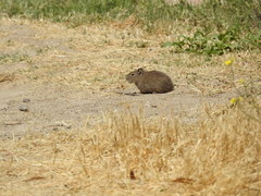 Cavia