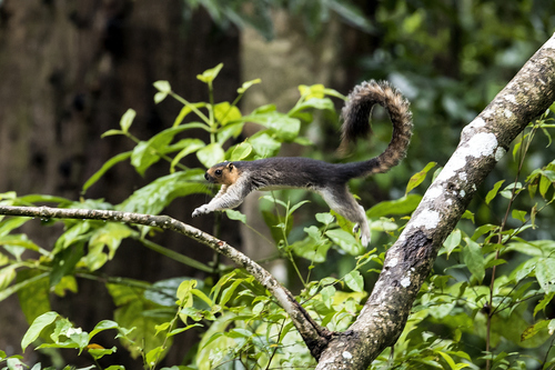 Pale Giant Squirrel (Ratufa affinis)
