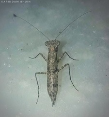 Amorphoscelis annulicornis