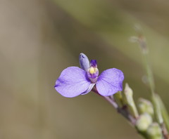 Comesperma calymega