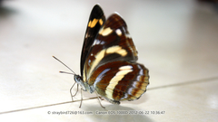 Neptis themis