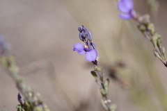 Comesperma calymega