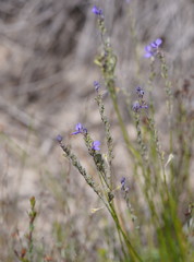 Comesperma calymega
