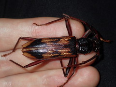 Phoracantha tricuspis