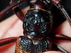 Phoracantha tricuspis