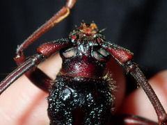 Phoracantha tricuspis