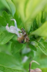 Celypha flavipalpana