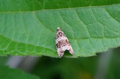 Celypha flavipalpana