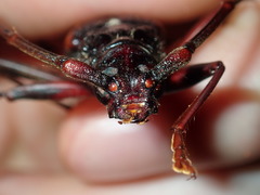 Phoracantha tricuspis