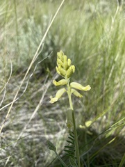 Astragalus collinus