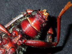 Phoracantha tricuspis