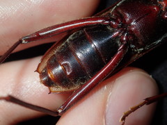 Phoracantha tricuspis