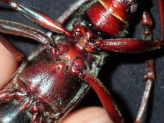 Phoracantha tricuspis