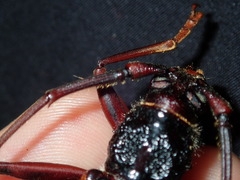 Phoracantha tricuspis