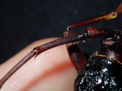 Phoracantha tricuspis