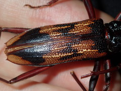 Phoracantha tricuspis