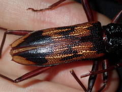 Phoracantha tricuspis