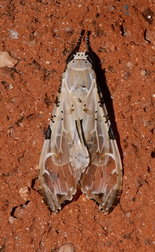 Psychophasma erosa