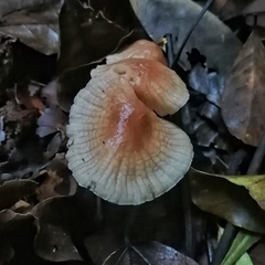 Collybiopsis neotropica