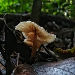 Collybiopsis neotropica
