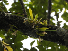 Leochilus oncidioides