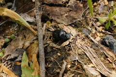 Onthophagus fodiens