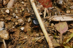 Onthophagus fodiens